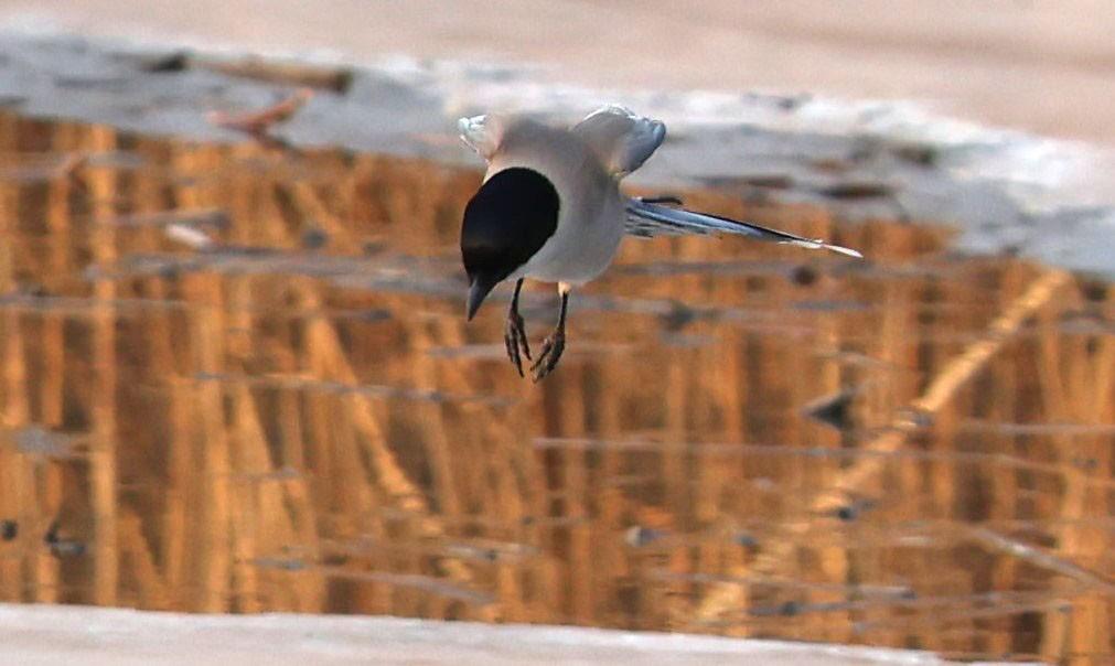 ʳԶϲȵ̬Ӱ
